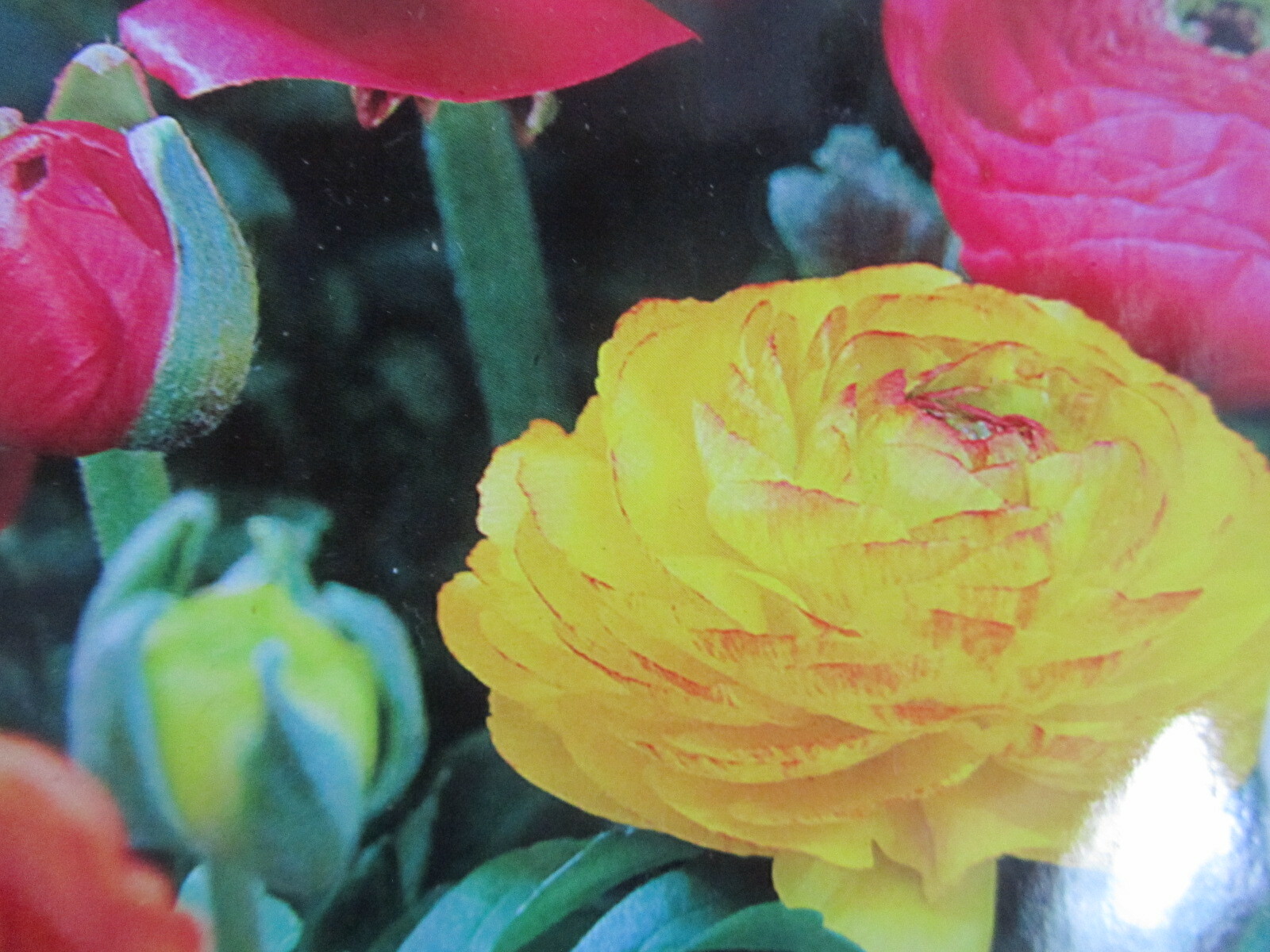 7 Ranunculus Tecolote flower bulbs  Mix Double