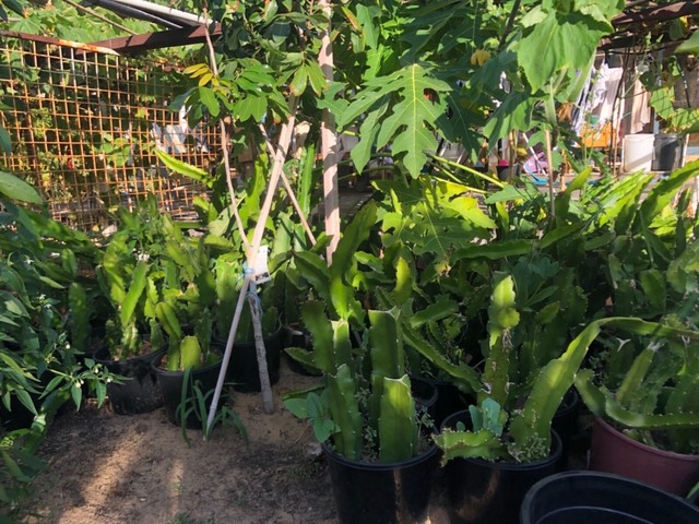 Dragon Fruit plants for sale Plants Gumtree Australia