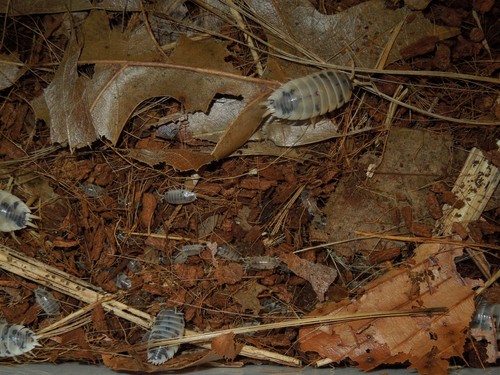 12 dairy cow isopods (Porcellio laevis 