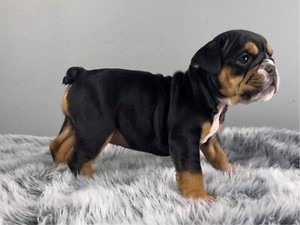 British Bulldog Puppies Dogs Puppies Gumtree Australia Newcastle Area Newcastle 1282476255