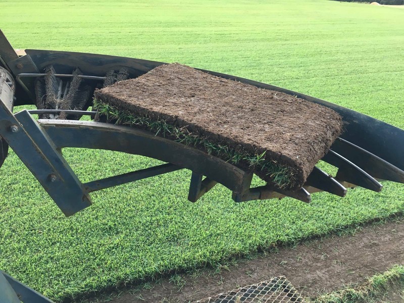 Turf Queensland Blue Couch Available Now Other Garden