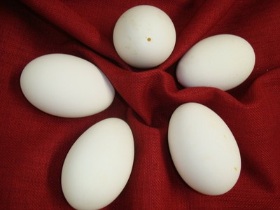 5 Large Fresh BLOWN GOOSE EGGS 8