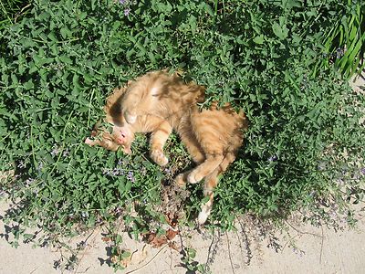 2000+ Samen Nepeta cataria - Echte Katzenminze