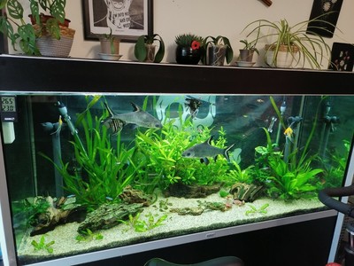 Fluval Profile for sale in UK | 12 used Fluval Profiles