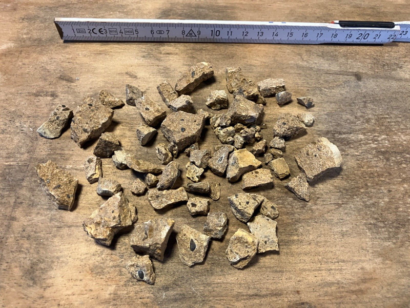 Konvolut Versteinerte Fossile Fisch- Und SaurierzÃ¤Hne (Etwa 50 StÃ¼Cke)