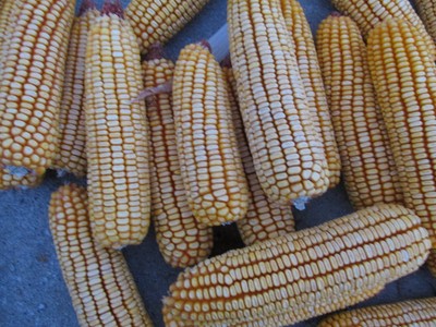 Squirrel ear corn 16 lbs. 2018 crop farm grown here in Iowa deer turkey ect.feed