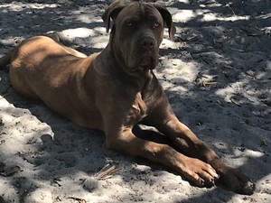 mastiff neo rehome corso cane need 1000