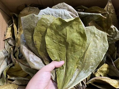 40 YOUNG NATURAL Catappa Indian Almond Leaves Shrimp Betta Discus Cichlid Fish