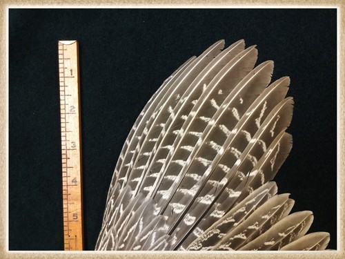 Pheasant Wing From A Ringneck Rooster Pheasant, Pheasant Wing Feathers #108