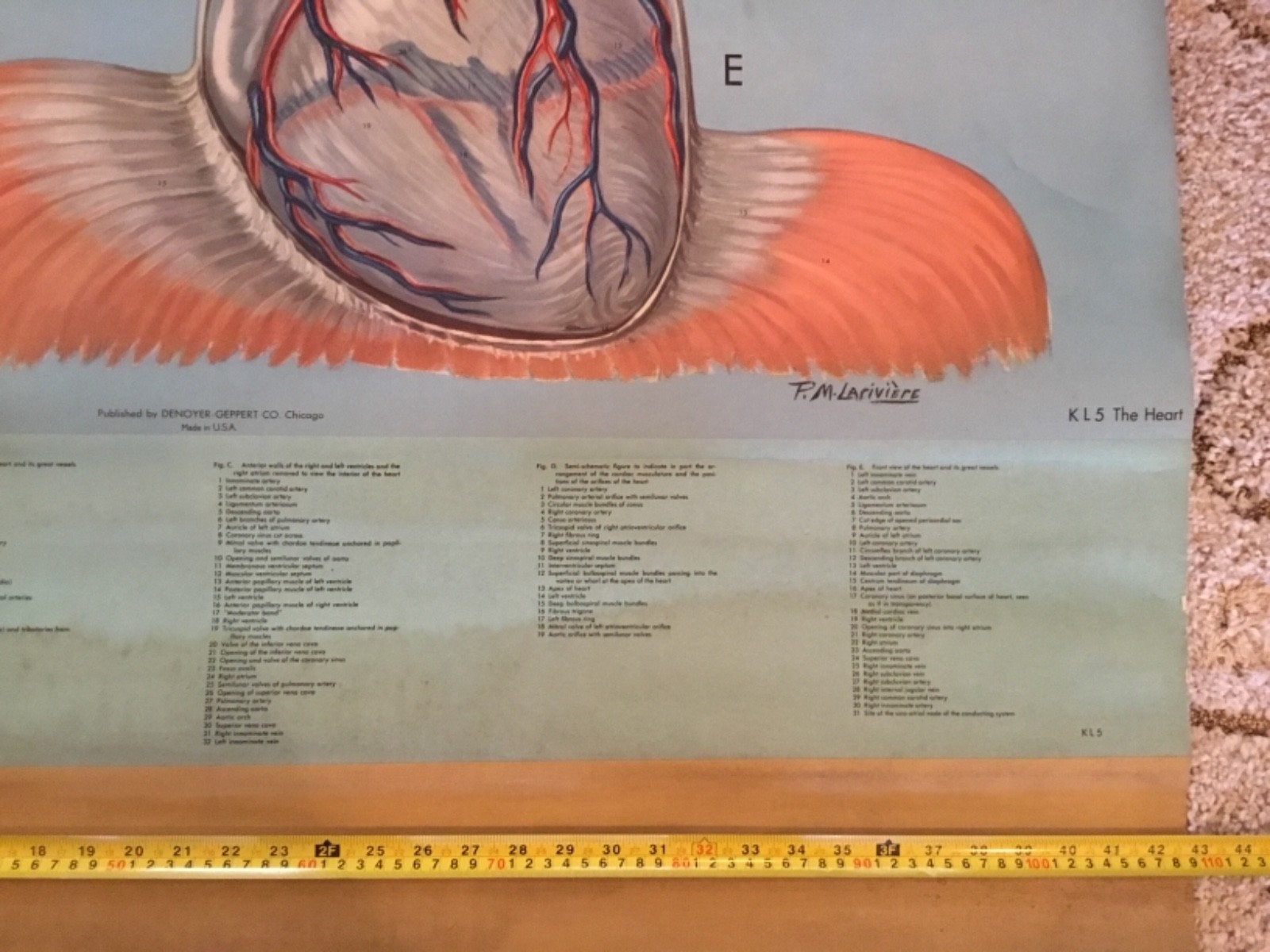 VINTAGE DENOYER GEPPERT PM LARIVIERE ANATOMY SERIES PULL DOWN CHART