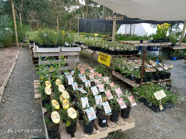 Native plants Thousands available.Great prices friendly service | Other