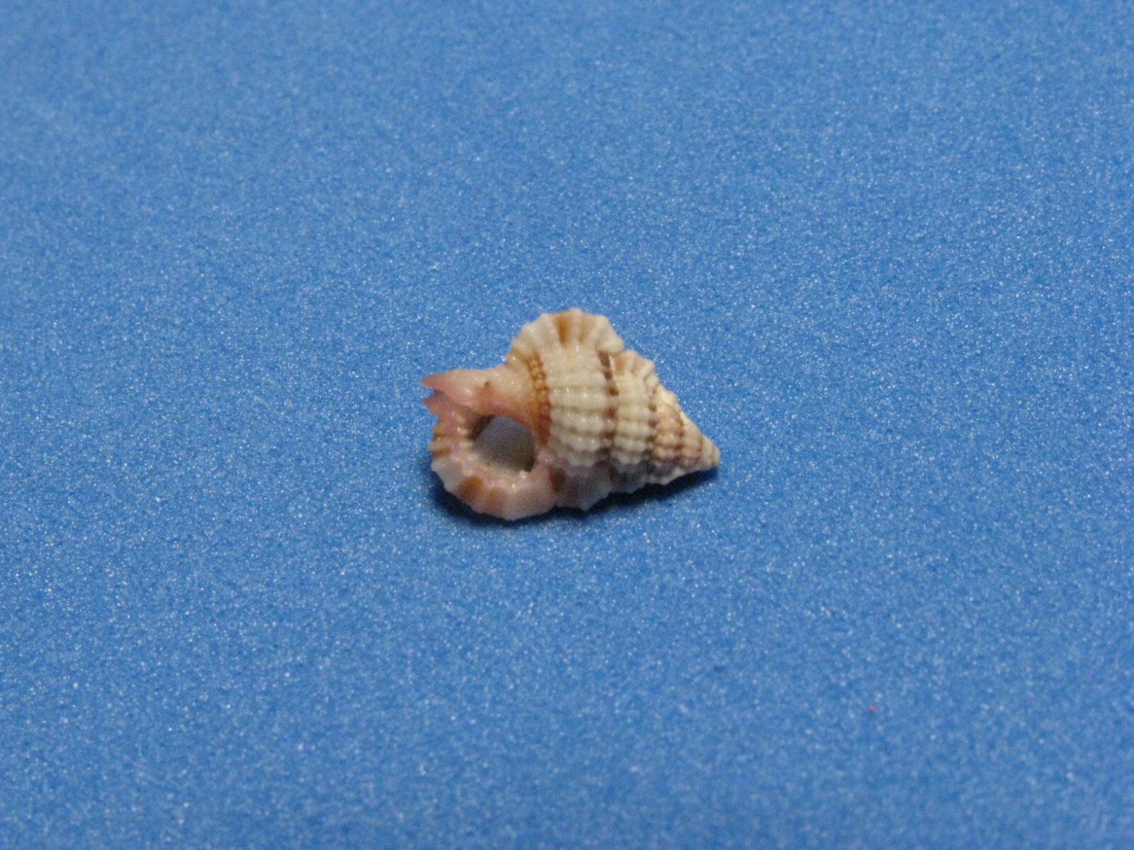 Gyrineum lacunatum (Mighels,1845) 