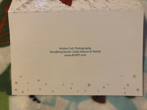 Border Collie Puppy Dogs Christmas Cards Bundle Of 10 Plus Envelopes Holiday New