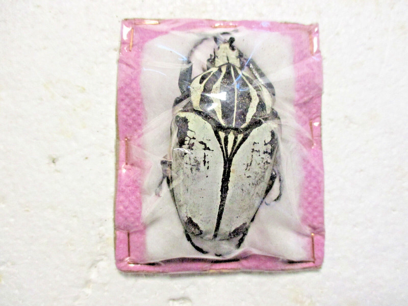 Entomologie Cetoniidae Goliathus Albatus/Qadri  MÃ¢Le 62.8 Mm Cameroun ManfÃ©
