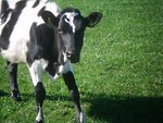 daisymoocow2016
