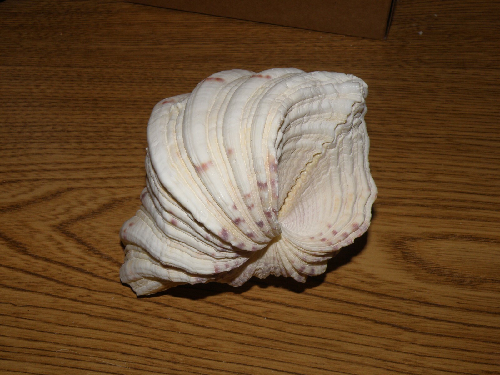 White Fluted Clam shell pair 5
