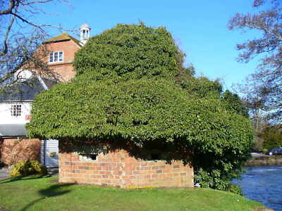 Photo 12x8 Pillbox, Elstead This defence emplacement was to have been on t c2010