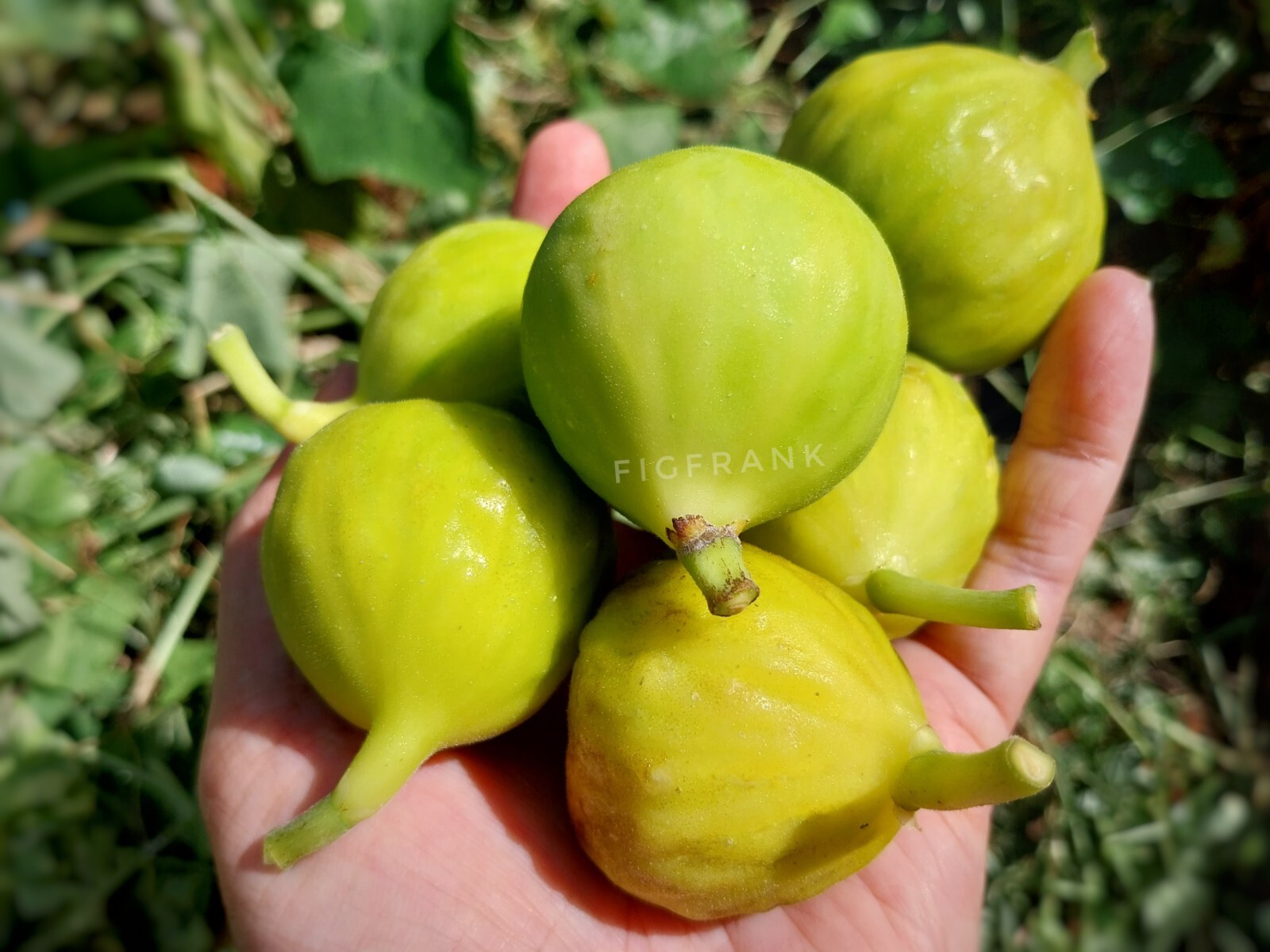 レア品種！White Madeira #1 (ホワイトマデイラ) イチジク 挿し穂21 熟