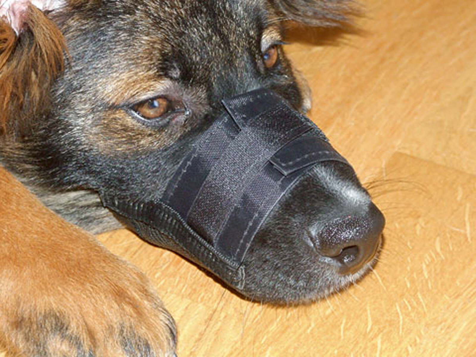 KARLIE Maulkorb Für Hunde – Größe 4, 24,0 Cm, Nylon, Beige