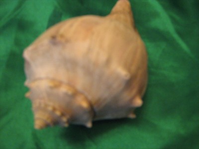 LOT TWO Ocean Sea Shells Small Conch & another ocean Shell Fun Ocean Decor