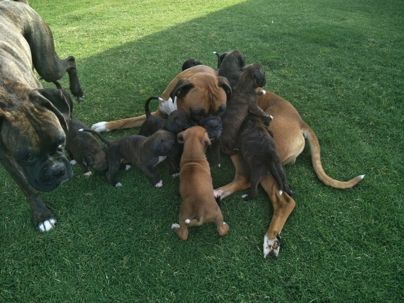 Cute Boxer Puppies For Sale Victoria Australia L2sanpiero