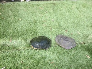 2 pet outdoor pond turtles | Reptiles & Amphibians | Gumtree Australia