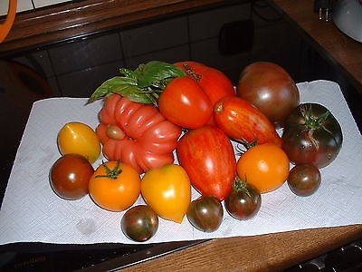 15  Tomatensamen 