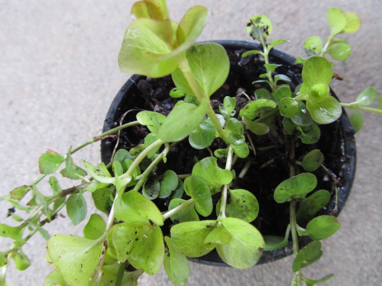 LYSIMACHIA  AUREA 2 Plants  Garden Patio Creeping Jenny,Golden Moneyworth