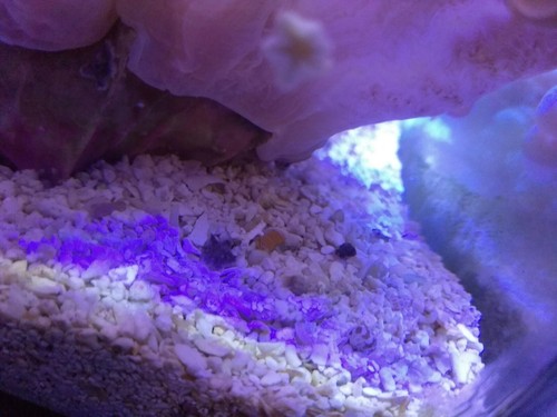 100+ Live Asterina Starfish ## Reef clean up cuc easy algae harlequin shrimp