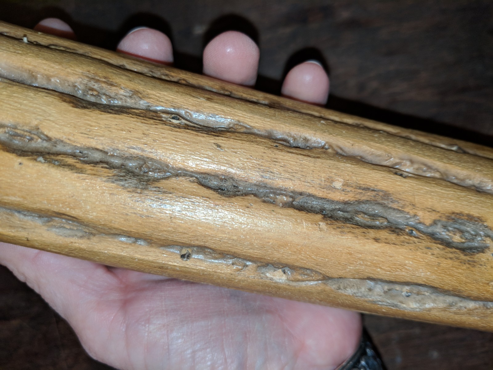 Chilean Cactus Wood 19