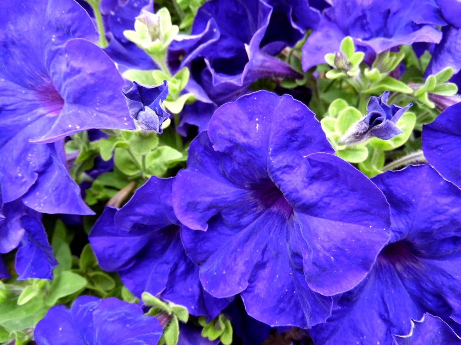 No Petunias Were Harmed In >> Blue Petunia Mix Blend Of Dark Navy Violet Indigo 20 Seeds Ebay No Petunias Were Harmed In >> Blue Petunia Mix Blend Of Dark Navy Violet Indigo 20 Seeds Ebay