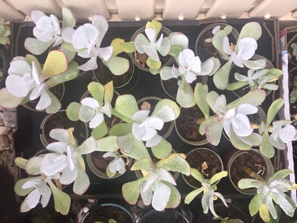 Silver Dollar Succulents🌿$4each