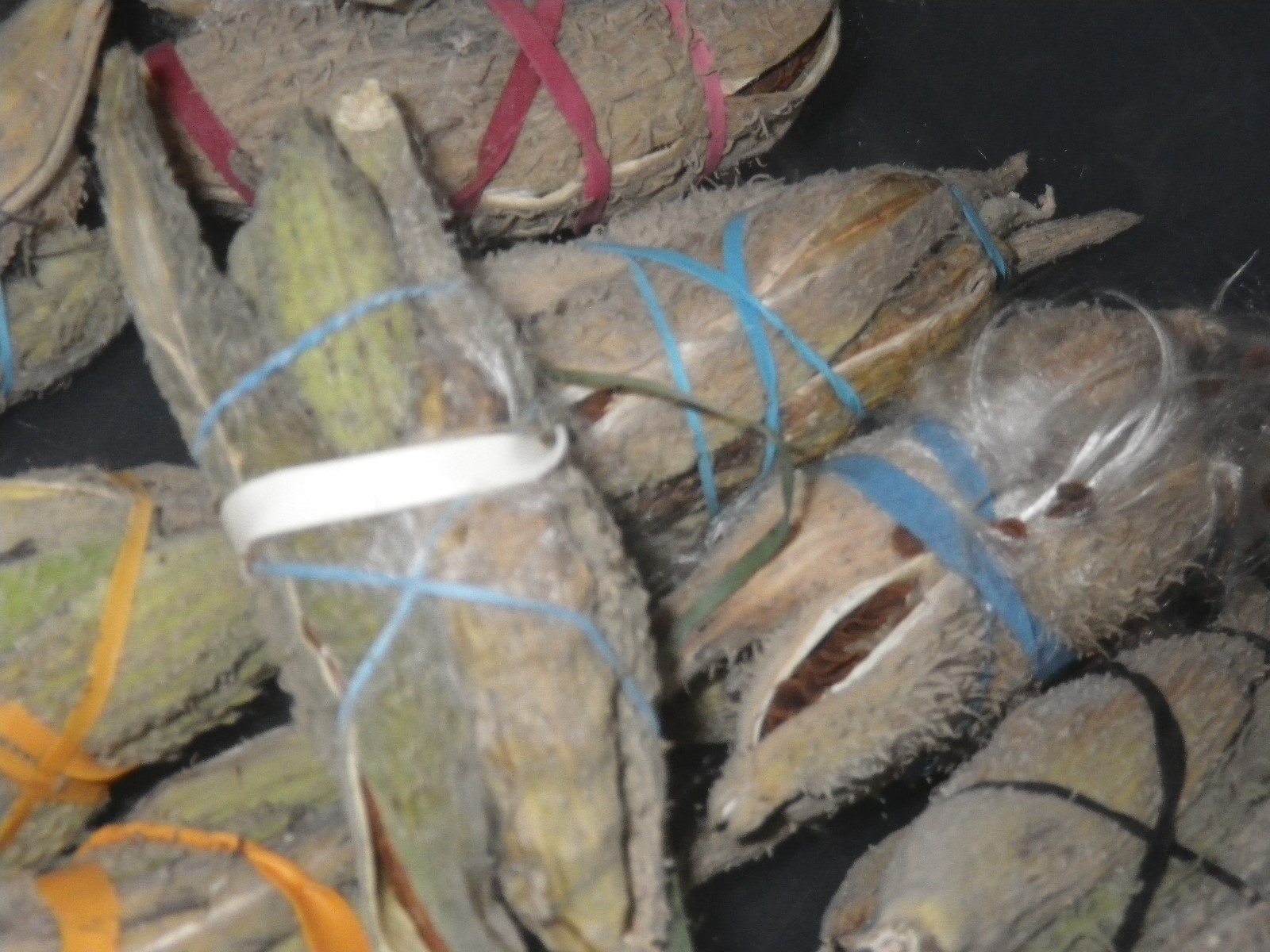 10-200 Pods Common Milkweed Dried Seeds Fluff Organic 2018