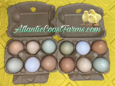 1 Dozen Farm Fresh  Eggs for Cooking - Rainbow Shell