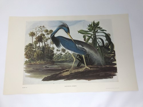 リトグラフ】オーデュボン「アメリカの鳥類」NO.13 PL.61 単葉