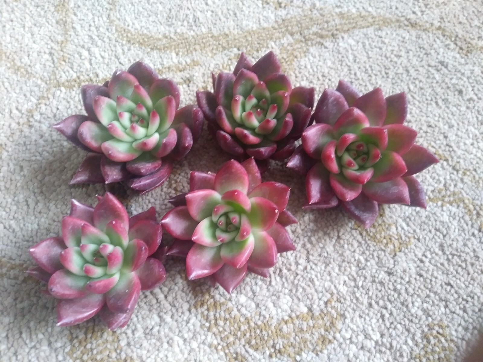 Echeveria Agavoides Frank Reinelt
