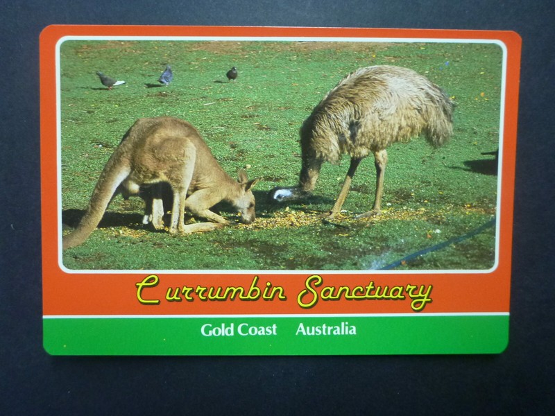 RETRO AUSTRALIAN POSTCARD-EMU/KANGAROO CURRUMBIN SANCTUARY, GOLD COAST