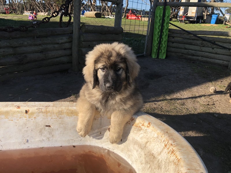 tibetan mastiff for sale gumtree