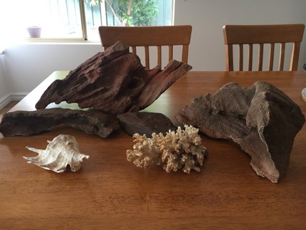 Freshwater Fish For Sale In Esperance Area Wa Fish