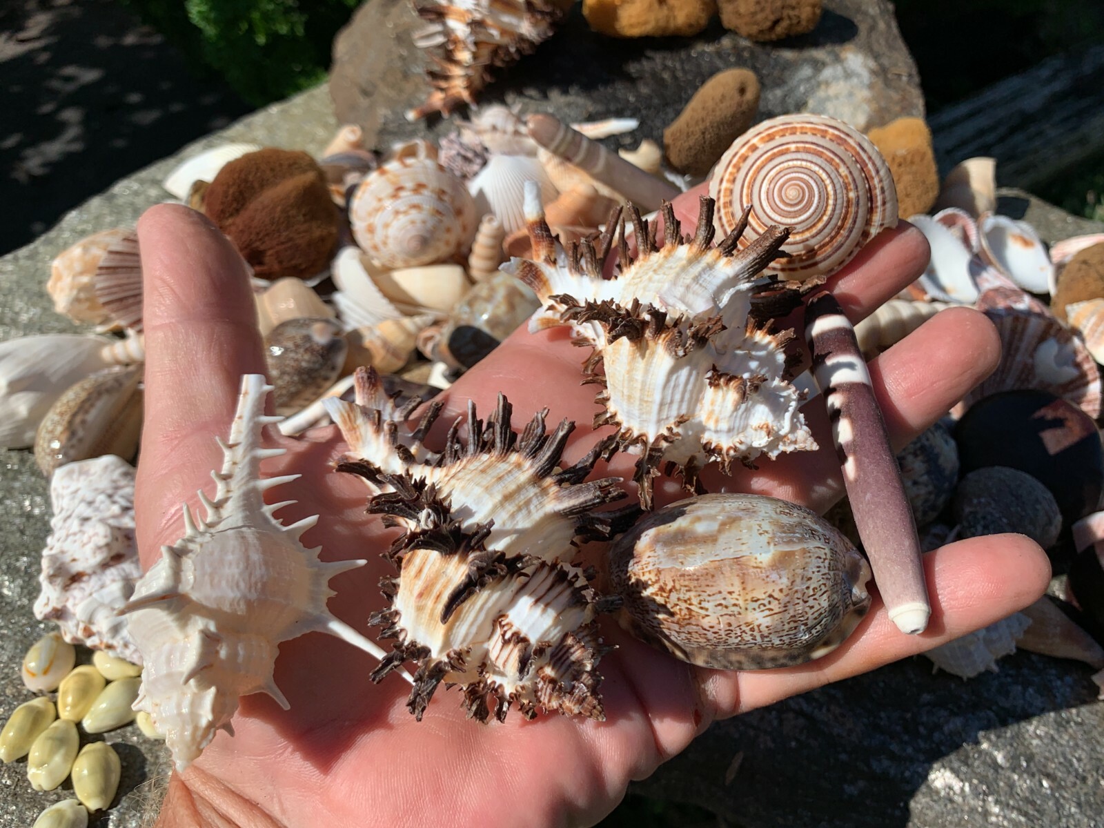 Huge Lot of Beautiful Seashells 5+ LBS Sea Shells Best Price! Free Ship! 