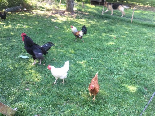 8+Americana, Rhode Island Reds, Barred Rock Fertile Hatching Eggs.