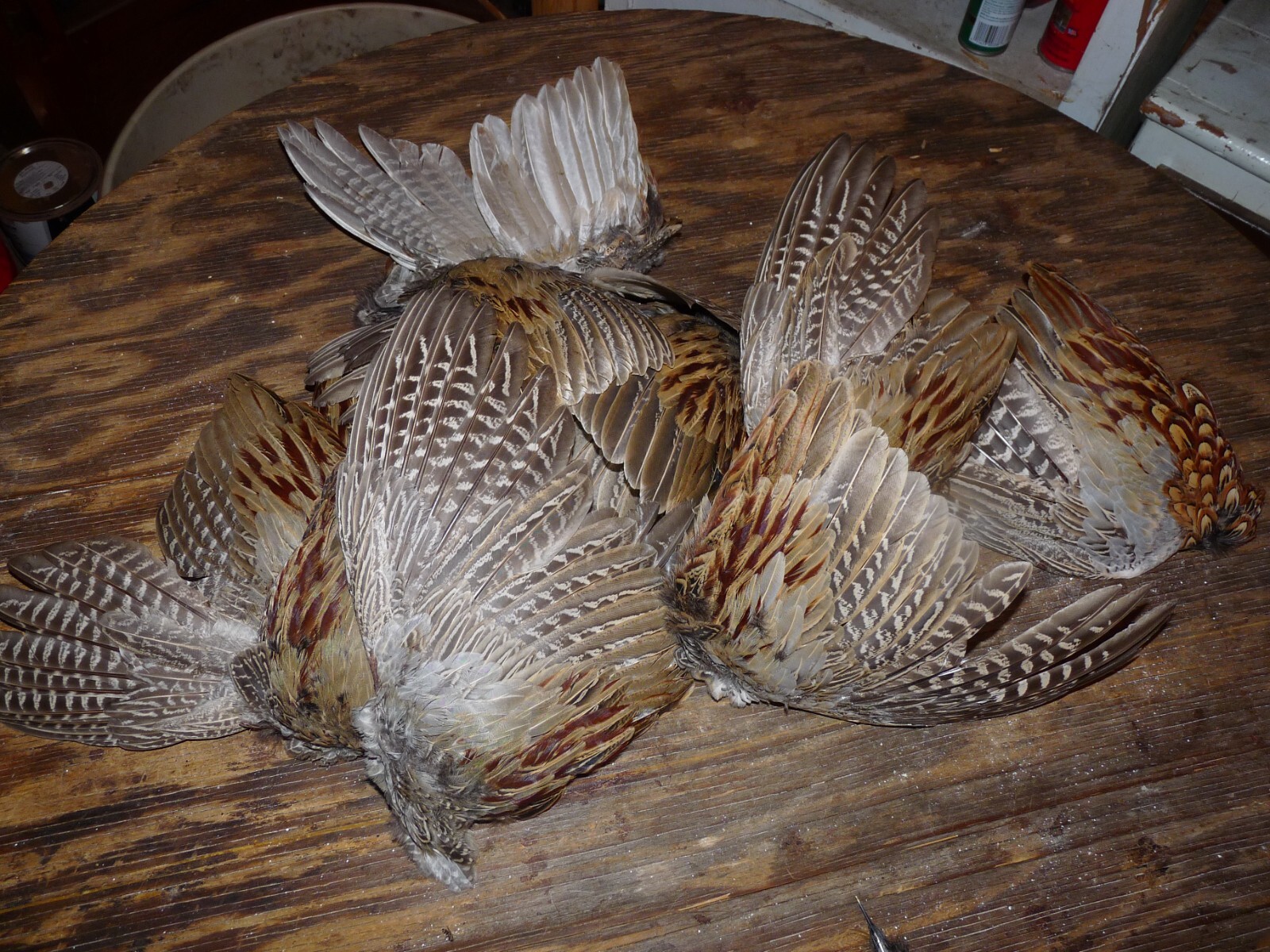 Natural Pheasant Wing & Feathers Dog Training Fly Tying Feather Native Art Craft Natural Pheasant Wing & Feathers Dog Training Fly Tying Feather Native Art Craft