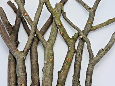 7 Apple Wood Stick Multiple Branch Y Forked Crotch 5/8~1''D 13~16''L 3 1/2~10''W