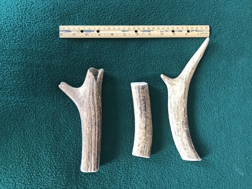 Fresh Brown Elk Antler - Knife Handles - Dog Chews - Crafts