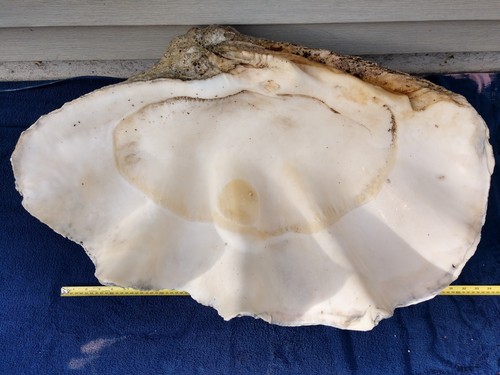 large giant natural clam shell 32