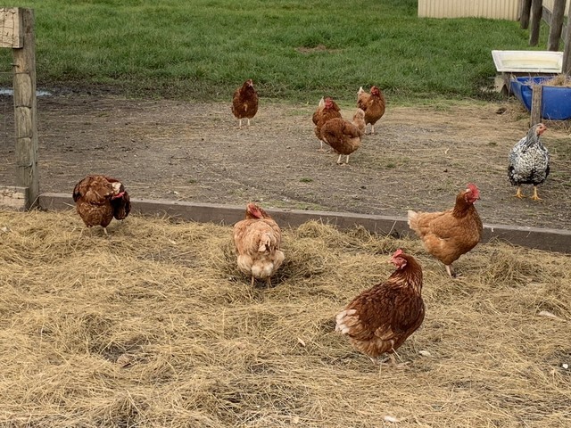 Download CHICKENS - ISA BROWNS - LAYING EGGS | Livestock | Gumtree ...