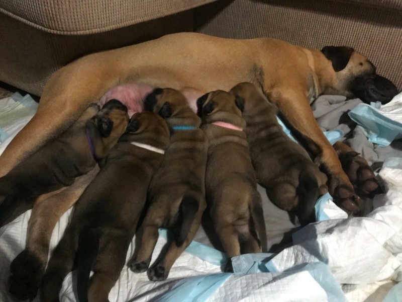 bullmastiff puppies for sale gumtree