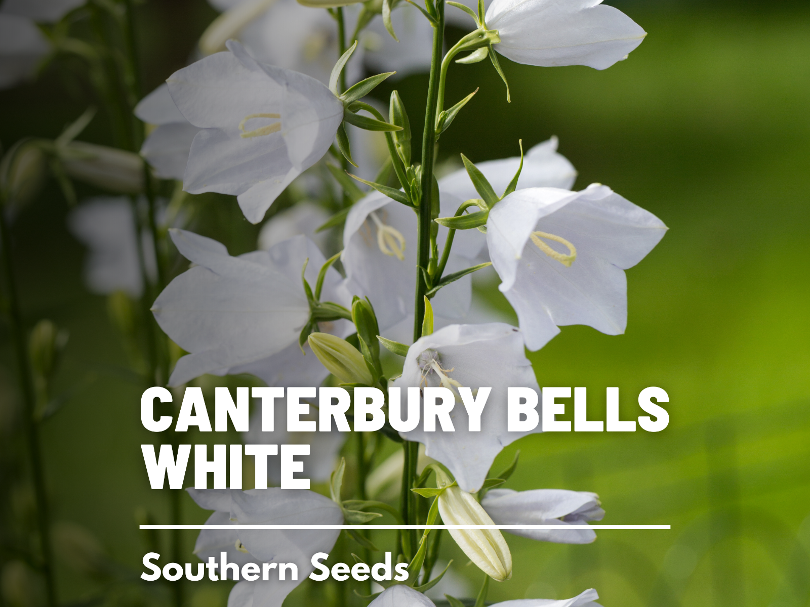 Canterbury Bells, White - Stunning bell-shaped flowers