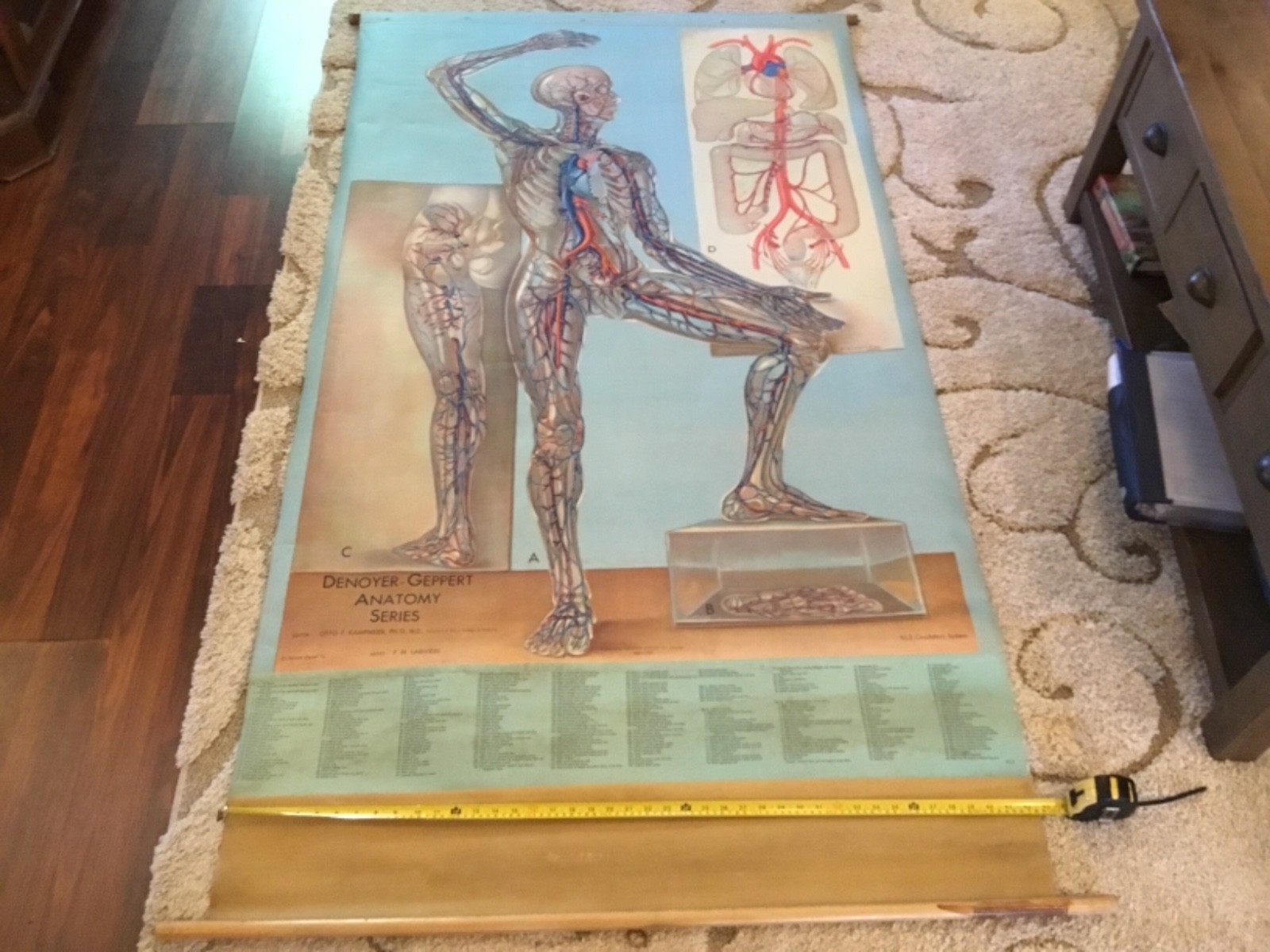 VINTAGE DENOYER GEPPERT PM LARIVIERE ANATOMY SERIES CIRCULATORY SYSTEM PULL DOWN