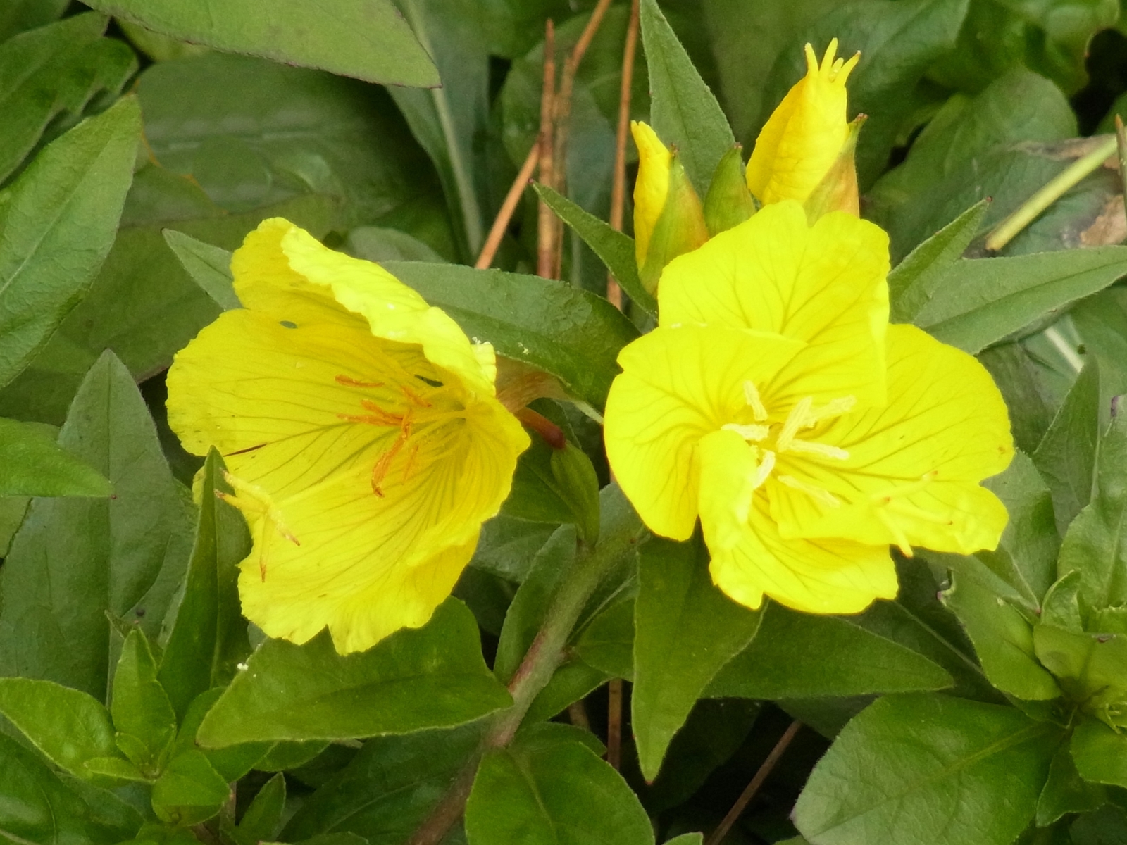 Staude Rötstängliche Nachtkerze Oenothera tetragona 